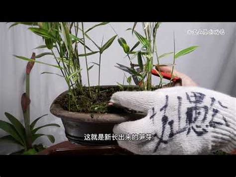 竹子澆水|竹子盆栽照顧祕訣，讓你的植物蓬勃生長！ 